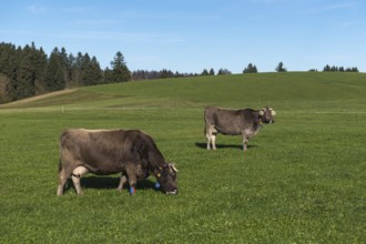 Two marked cows graze on a green field under clear blue sky in a rural area, sensors, near Buching,