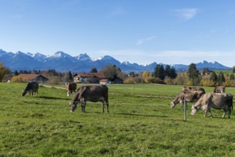 Several cows graze on green fields against picturesque mountain scenery under blue skies, farm,