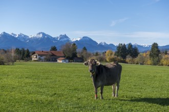 A single cow on green meadow with a view of snow-capped mountains in a sunny background, farm, near