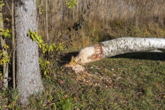 A birch tree felled by a beaver lies in an autumn forest, near Buching, Ostallgäu, Allgäu, Bavaria,
