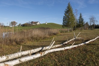 A birch tree felled by a beaver lies in a meadow in front of a hill with a building in the