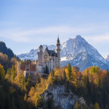 Neuschwanstein Castle on a hill above colorful autumn forest in front of the Alps, Schwangau near