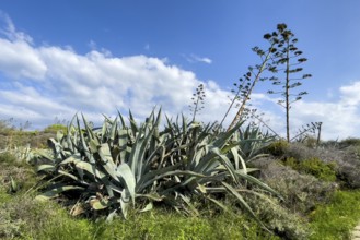 Wild American agave (Agave americana), Gozo Island, Malta