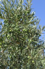 Large green olives grow on olive trees, Malta