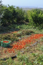Tomato harvest of sun-dried tomatoes, Gozo, Malta