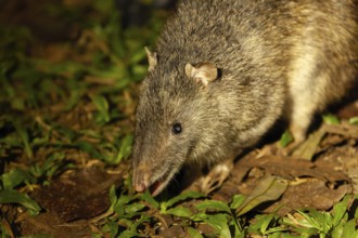 Wild nosebumbag at night in tropical bushland Queensland Australia
