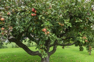 Apple tree (Malus domestica) with fruits, Münsterland, North Rhine-Westphalia, Germany