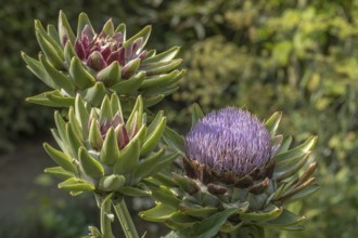 Artichoke (Cynara scolymus, Cynara cardunculus), inflorescence, vegetable garden, Münsterland,