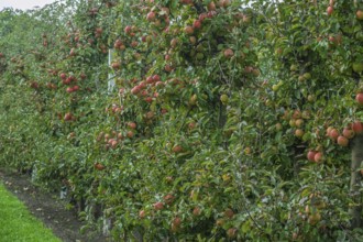 Apple trees (Malus domestica) with fruits, apple tree plantation, Münsterland, North