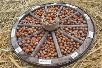 Different types of hazelnuts in an old wagon wheel, Münsterland, North Rhine-Westphalia, Germany