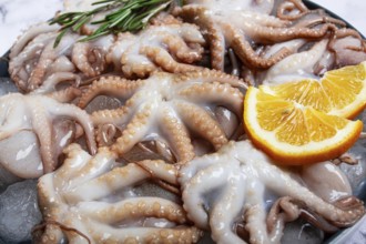 Fresh baby octopuses on ice, garnished with lemon and rosemary, on a marble table, no people