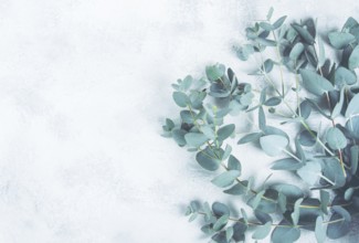 Eucalyptus branch, on a pale green background, top view, wallpaper, photo background, no people