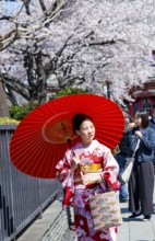 Elderly Japanese woman with kimono and red umbrella, cherry blossom, Asakusa shrine or Senso-ji