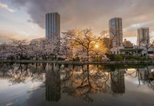 Skyscrapers reflected in lake at sunset, Shinobazu pond, lakeside cherry blossoms in spring, Hanami