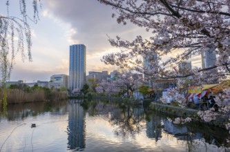 Skyscrapers reflected in lake at sunset, Shinobazu pond, cherry blossoms in spring, Hanami