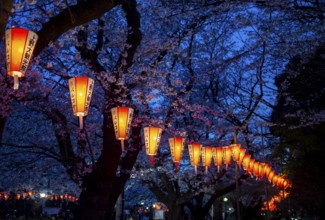 Blooming cherry trees and illuminated lanterns with Japanese lettering in the evening, blue hour,