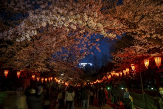 People walking through the park, blooming cherry trees and illuminated lanterns with Japanese