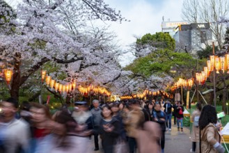 People walking through the park, blooming cherry trees and illuminated lanterns with Japanese
