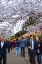 People walking through the park, blooming cherry trees and illuminated lanterns with Japanese