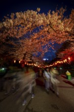 People walking through the park, blooming cherry trees and illuminated lanterns with Japanese