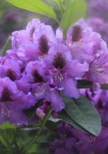 Rhododendron flowers (Rhododendron) with alienation North Rhine-Westphalia, Germany