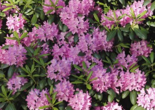 Rhododendron flowers (Rhododendron), North Rhine-Westphalia, Germany