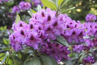 Rhododendron flowers (Rhododendron), with beautiful bokeh, North Rhine-Westphalia, Germany
