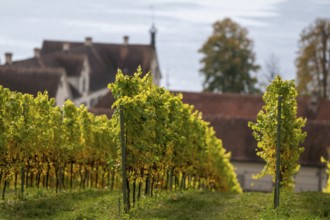 Vineyards in autumn, Uhldingen-Mühlhofen am Lake Constance, Baden-Württemberg, Germany