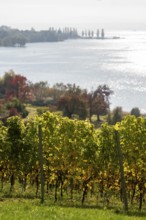 Vineyards in autumn, Uhldingen-Mühlhofen am Lake Constance, Baden-Württemberg, Germany