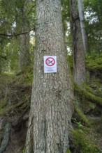 A tree in the forest with a prohibition sign showing a special rule for the protection of nature,