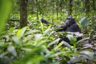 Chimpanzee (Pan Troglodytes) among green leaves, adult male among leaves in the jungle, Kibale