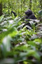 Chimpanzee (Pan Troglodytes) among green leaves, adult male among leaves in the jungle, Kibale