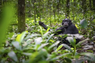 Chimpanzee (Pan Troglodytes) pulls snout, sad, adult male between leaves in the jungle, Kibale