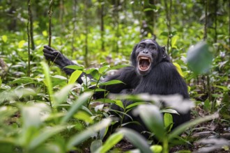 Aggression, chimpanzee (Pan Troglodytes) baring teeth, adult male between leaves in jungle, Kibale