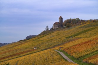Trail through vineyards, Weinbergstraße, Lichtenberg Castle, Oberstenfeld, Bottwartal, Löwensteiner