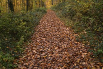 Autumn leaves on forest trail, Oberstenfeld, Bottwartal, Löwensteiner Mountains, autumn colors,