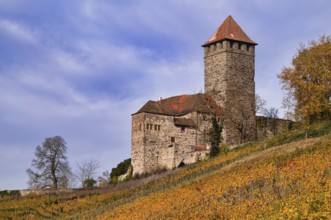 Keep, tower, Lichtenberg Castle, Oberstenfeld, Bottwartal, Löwensteiner Mountains, vineyard, vines,