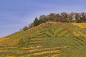 Vineyard, vines, vines, viticulture, autumn colors, autumn, autumn, graphic, Beilstein, Bottwartal,