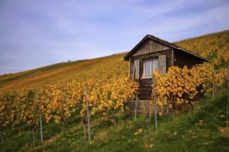 Vineyard house in the vineyard, vines, viticulture, Oberstenfeld, Bottwartal, Löwensteiner
