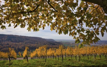 Vineyard, vines, grapevines, viticulture, Oberstenfeld, Bottwartal, Löwensteiner Mountains, autumn