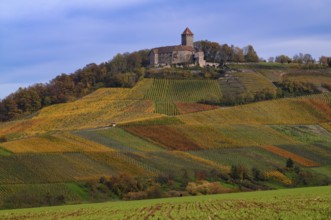 Lichtenberg Castle, Oberstenfeld, Bottwartal, Löwensteiner Mountains, vineyard, vines, viticulture,