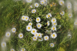 Daisy (Bellis perennis) seen from above in a meadow with alienation, North Rhine-Westphalia,