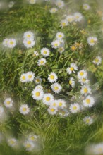 Daisy (Bellis perennis) seen from above in a meadow with alienation, North Rhine-Westphalia,
