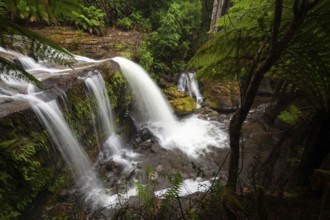 Liffey Falls with heavy water flow, ferns and moss-covered rocks in Liffey Falls State Reserve,