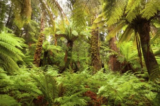 Typical rainforest with huge ferns, ancient trees and thick greenery along the Liffey Falls track