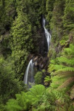 Philosopher Falls in the deep green forest with myrtle trees and ferns in Tasmania