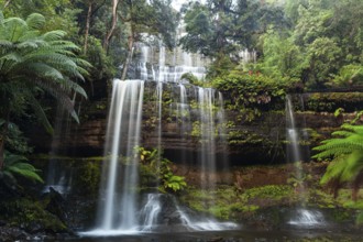 Russell Falls. Australia's most beautiful waterfall in the green Tasmanian forest, between ferns