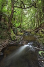 Arthur River at Philosopher Falls in the deep green forest with myrtle trees and ferns in Tasmania