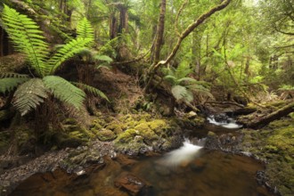 Arthur River at Philosopher Falls in the deep green forest with myrtle trees and ferns in Tasmania