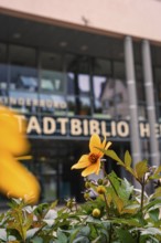 Yellow flower in front of a modern glass façade of the city library in autumn, Nagold, Black